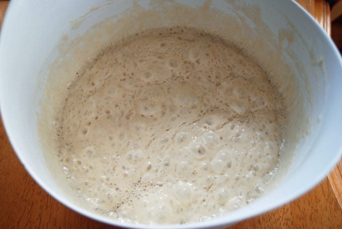 yeast sponge getting bubbly