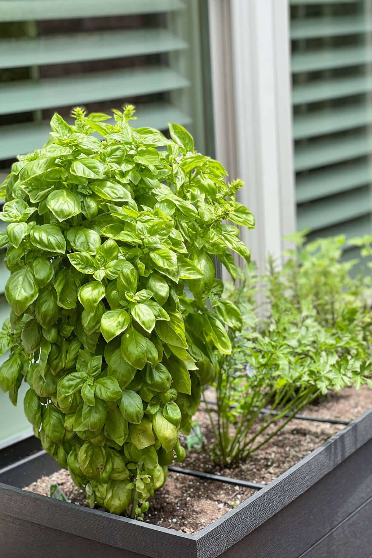 fresh basil in a raised garden bed