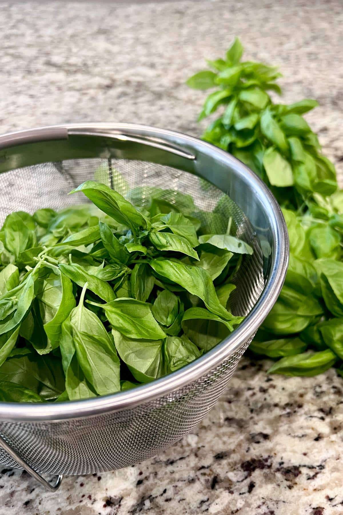 fresh basil in a colander 