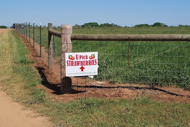 A sign for picking strawberries on the side of a dirt field