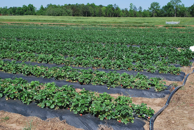 strawberry fields at Southern Belle Farms