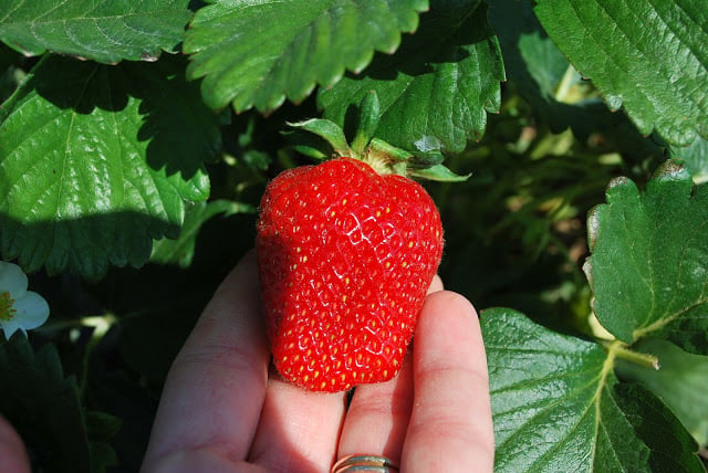 A close-up photo of a large fresh strawberry on a vine