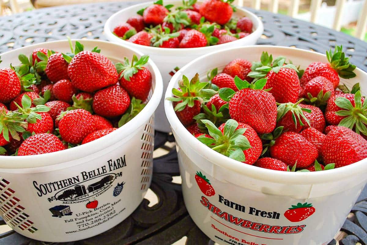 freshly picked strawberries in buckets