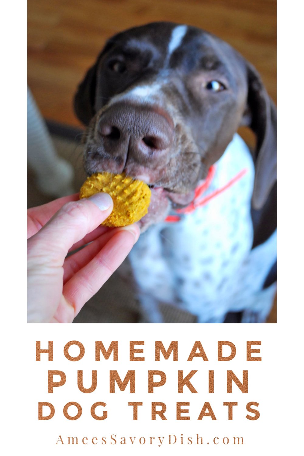 Treat man's best friend to these drool-worthy homemade Pumpkin Oatmeal Dog Treats! Easy to make and made with wholesome real food ingredients. via @Ameessavorydish