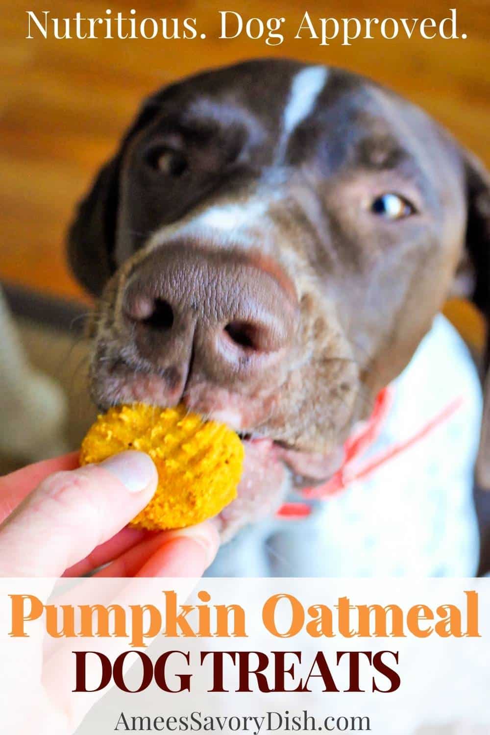 Treat man's best friend to these drool-worthy homemade Pumpkin Oatmeal Dog Treats! Easy to make and made with wholesome real food ingredients. via @Ameessavorydish
