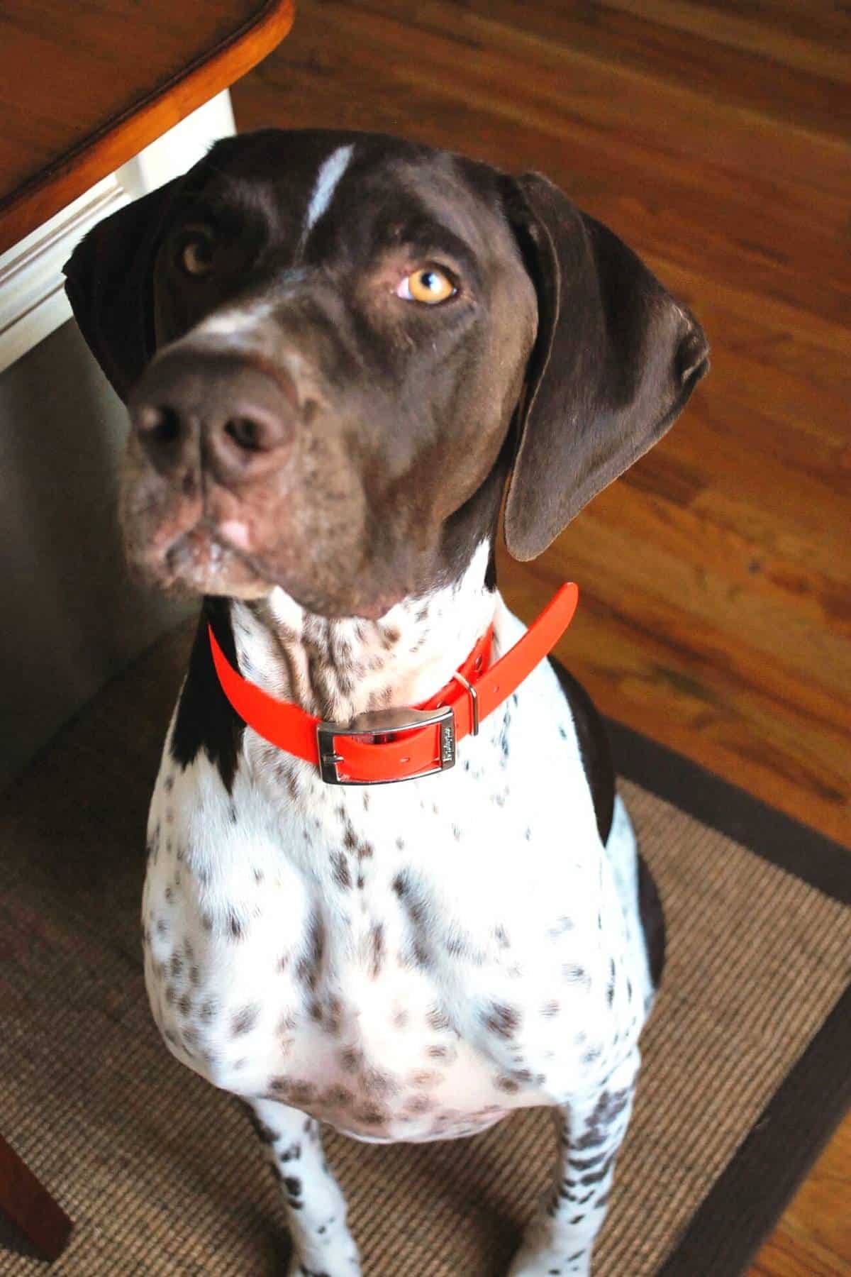 photo of a GSP dog sitting for a treat