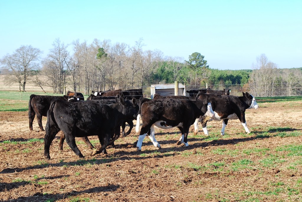 herd of beef cattle