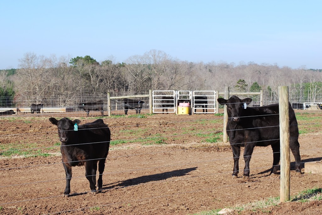 A group of cattle standing on top of a dirt field