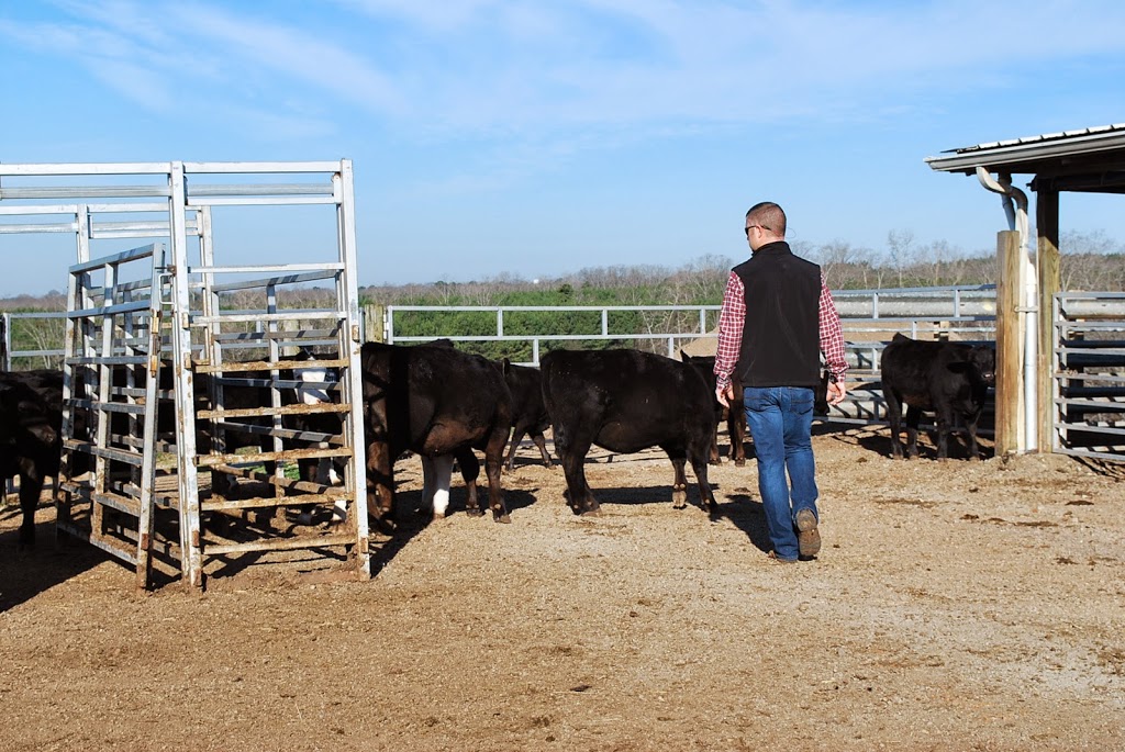 beef cattle rancher with herd of cattle