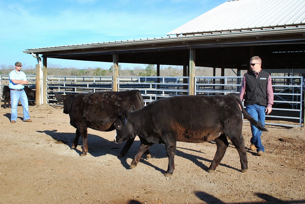 Beef cattle ranch