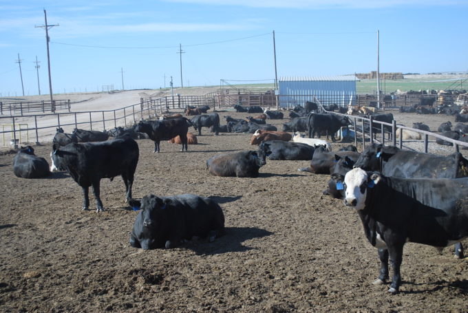 A herd of cattle standing on top of a dirt field