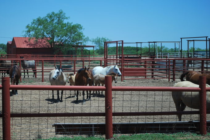 horses on a beef ranch in Texas