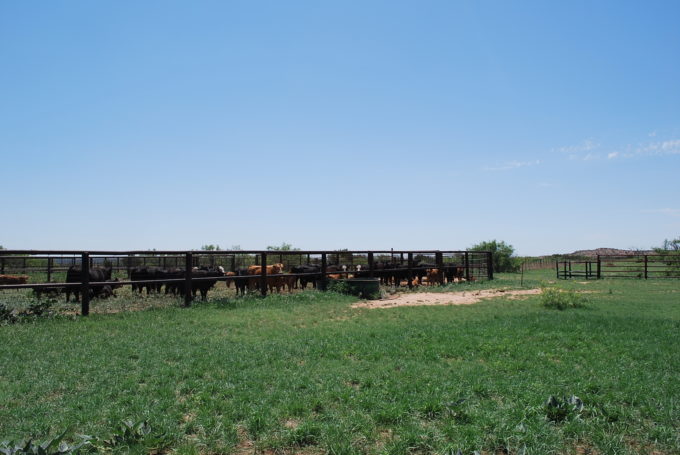 beef cattle ranch