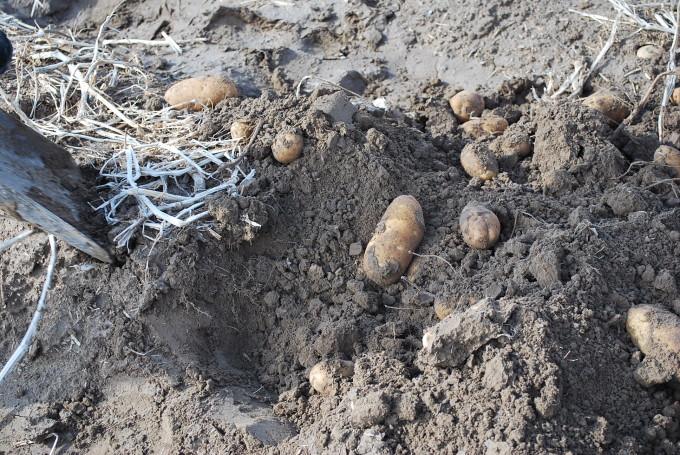 potatoes in ground