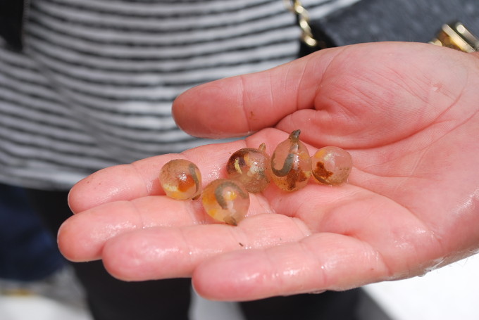 A man holding Tunicates in his hand