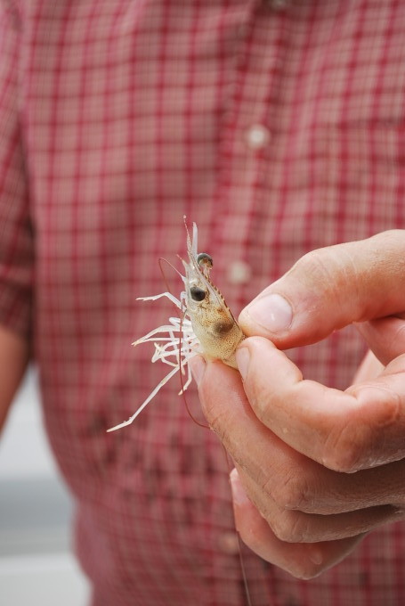 A small shrimp in a man\'s hand
