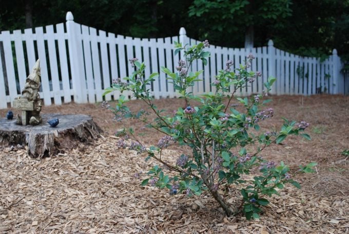 Blueberry bush with a white fence in the background