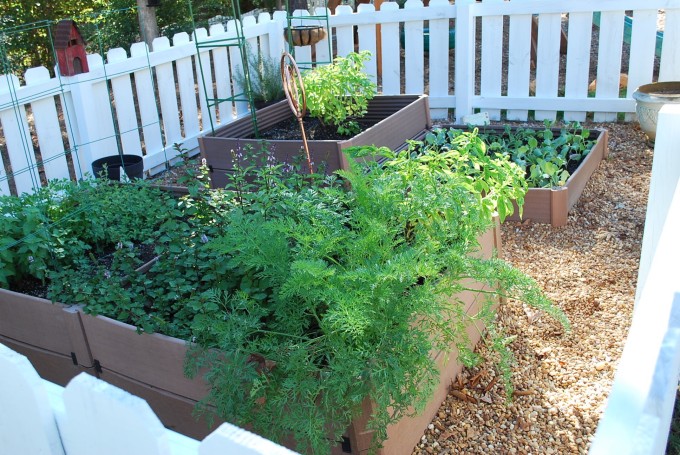 Raised garden beds full of vegetables and herbs