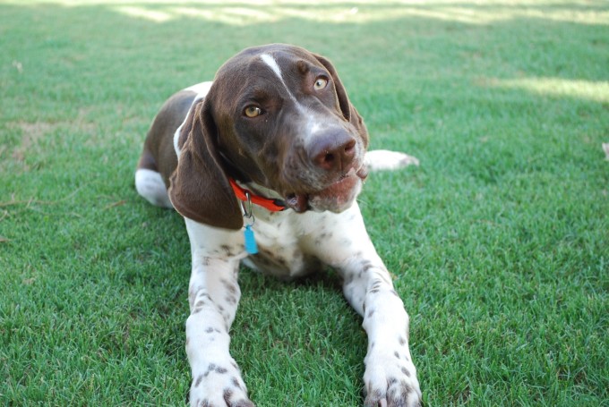 A dog laying in the grass