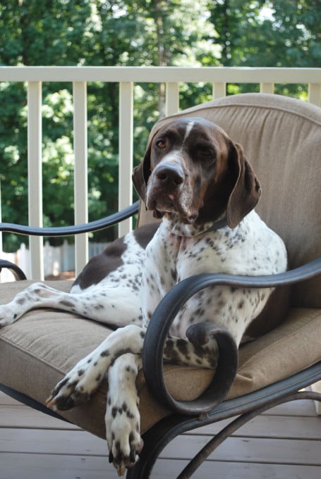 A dog sitting on a chair