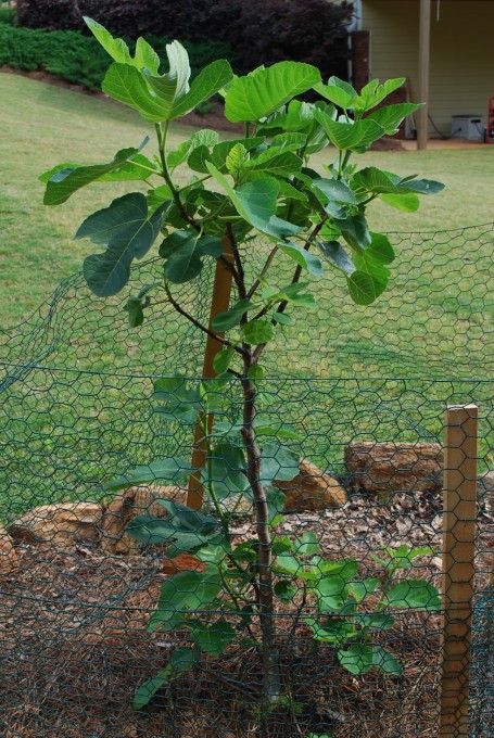 Caged fig tree