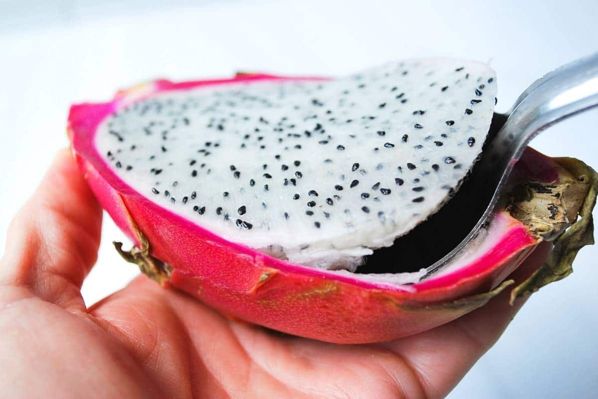 scooping the flesh out of a ripe dragon fruit with a large spoon