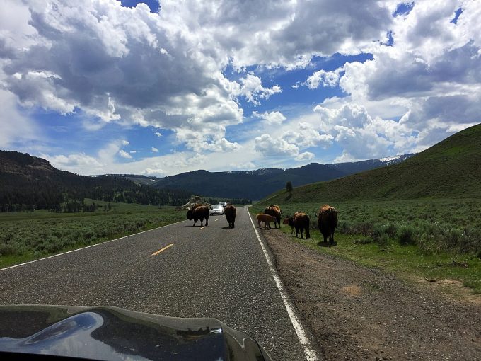 Bison crossing road in Yellowstone