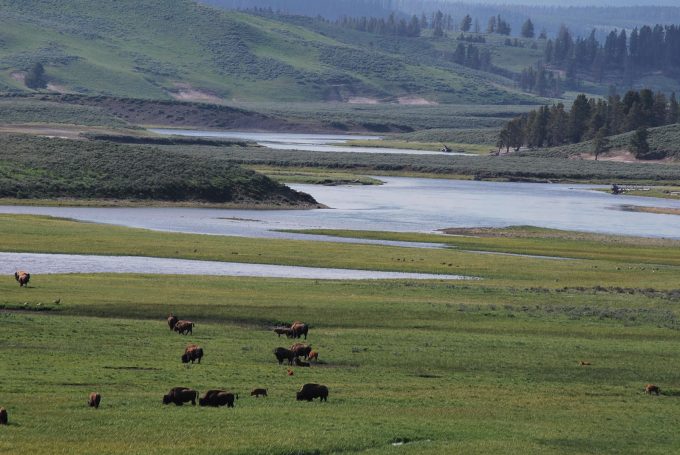 Lamar Valley in Yellowstone National Park with bison in the fields