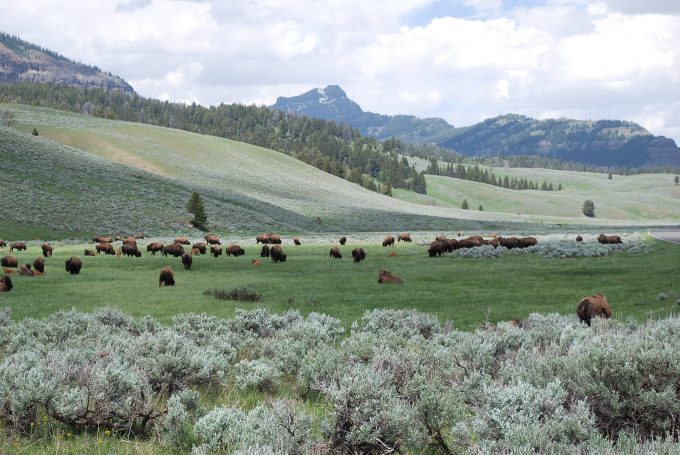 Lamar Valley in Yellowstone