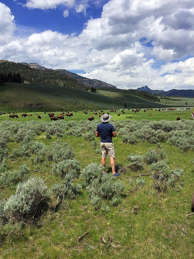 Flynn in Lamar Valley