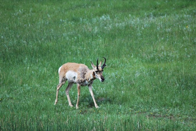 A Pronghorn standing in a grassy field