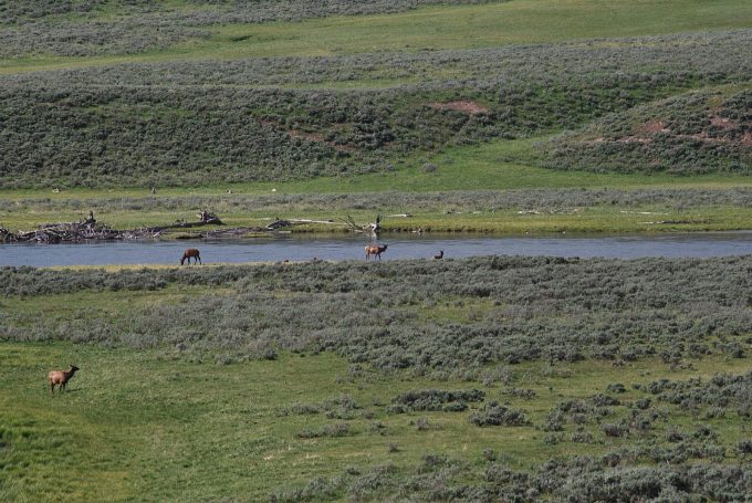 Hayden Valley in Yellowstone