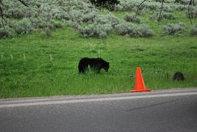 Black bear in Yellowstone