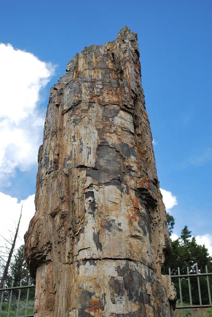 An old petrified tree in Yellowstone National Park