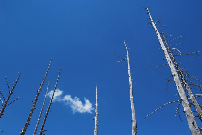 burned trees in Yellowstone