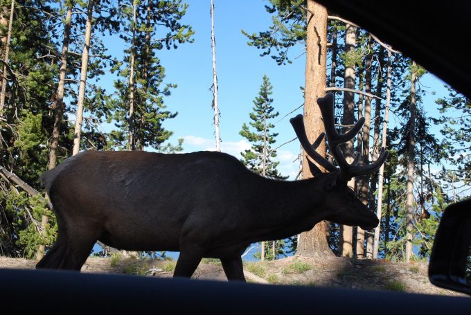 Bull elk at Yellowstone Lake