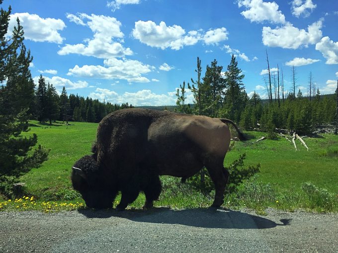 Bison in Yellowstone