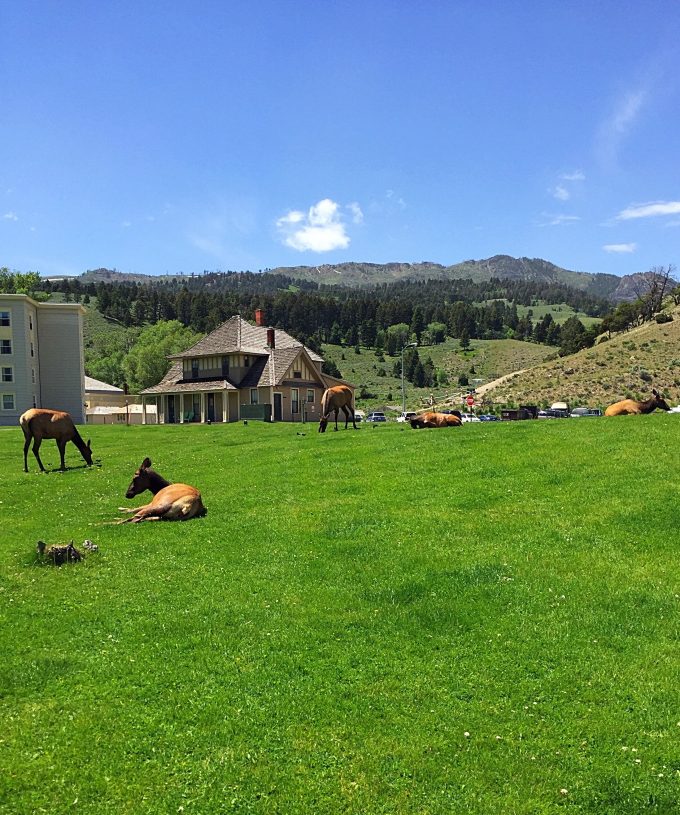 Elk at Mammoth Hot Springs