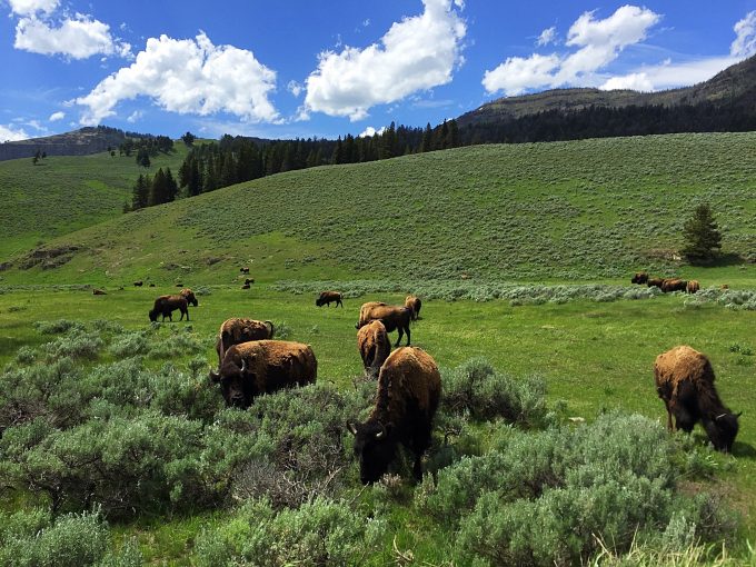 Lamar Valley bison