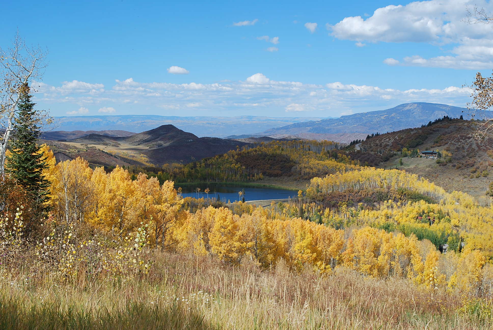 Trees with mountains in the background