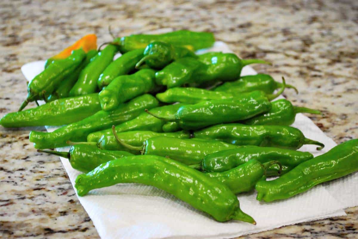 fresh shishito peppers on a paper towel on a counter