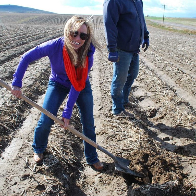 Woman digging potatoes in a field